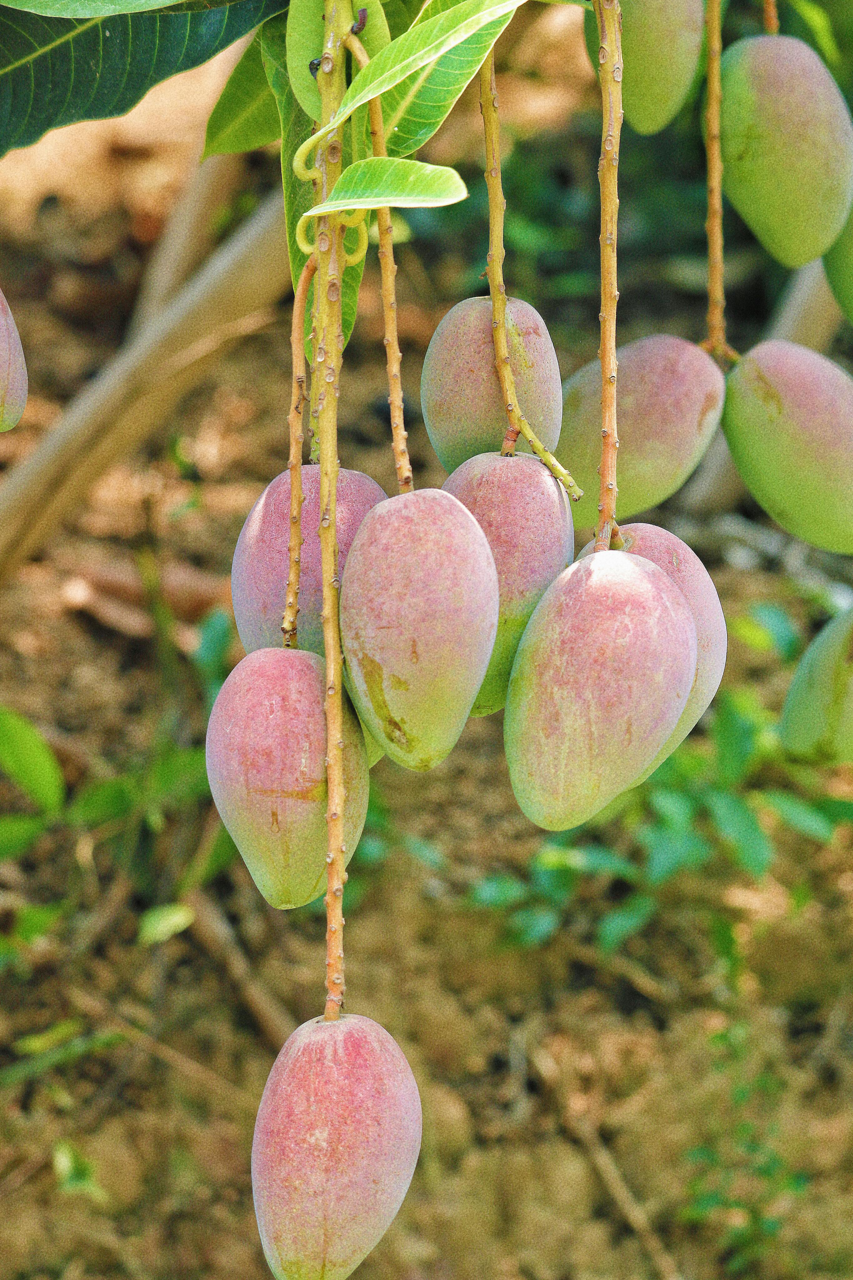 Mango